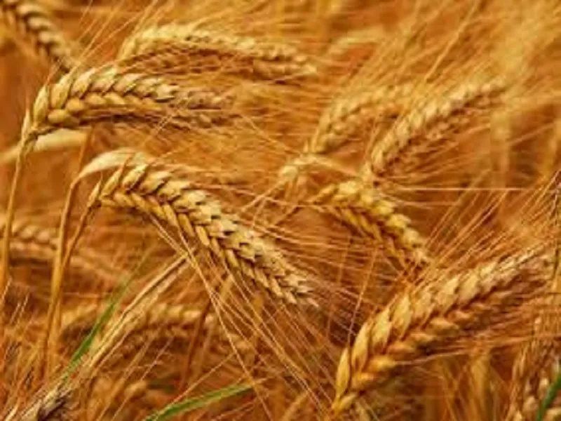 پایین بودن قیمت گندم در مقایسه با سایر محصولات