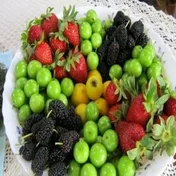 کاهش تدریجی قیمت میوه‌های نوبرانه در گذر زمان