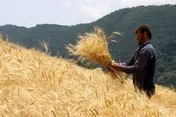 خروج گندم از چرخه خرید تضمینی