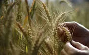 عرضه ۸ هزار تن گندم خوراکی و دوروم