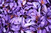 درآمد ۴۲ برابری زعفران نسبت به گندم