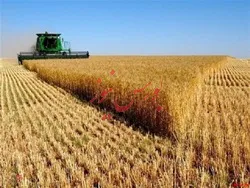 عبور از خرید تضمینی ۶ میلیون تن گندم