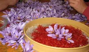 قرارداد اتی زعفران نگین راه اندازی می شود