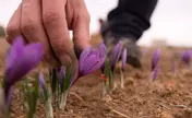 بازار ۵۱۳۲ میلیارد ریالی قراردادهای آتی زعفران