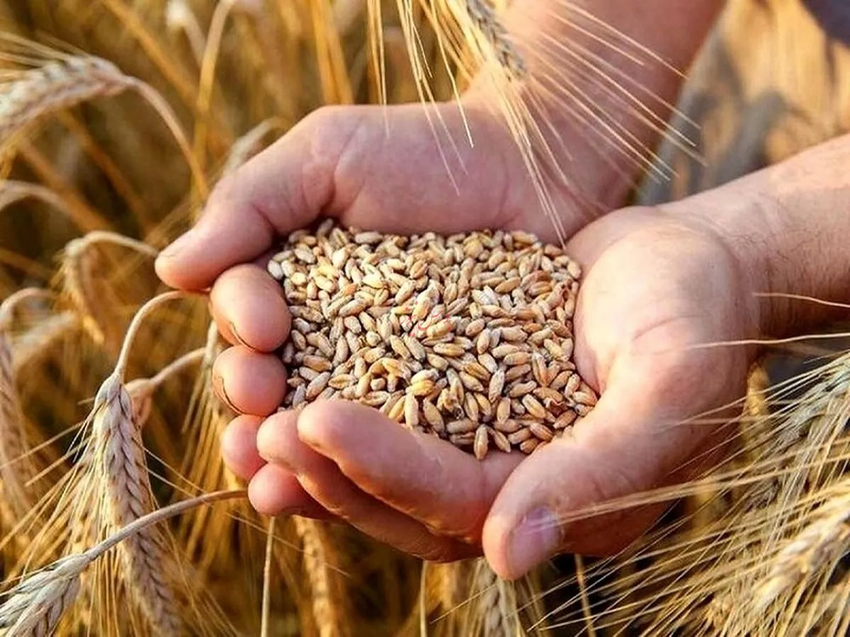 قیمت خرید تضمینی گندم تعیین شد