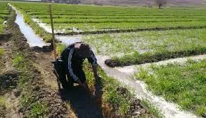 صرفه‌جویی ارزی ۵۰۰ میلیون دلاری ارقام جدید در کشاورزی