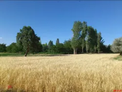 سطح زیرکشت گندم به ۳ میلیون و ۵۰۰ هزار هکتار رسید