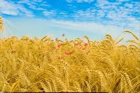 قیمت تمام شده تولید هر کیلو گندم1هزار و 500 تومان است