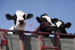 مصوبه‌ای که برای دامداری‌ها، ارزآوری دارد!