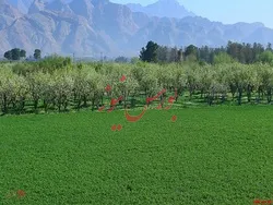 درج نماد معاملاتی 