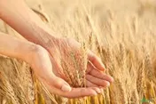 پرداخت بیش از 50 درصد از مطالبات سال جاری گندم کاران