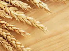 قیمت خرید تضمینی گندم، مبنای انگیزه تولیدکننده