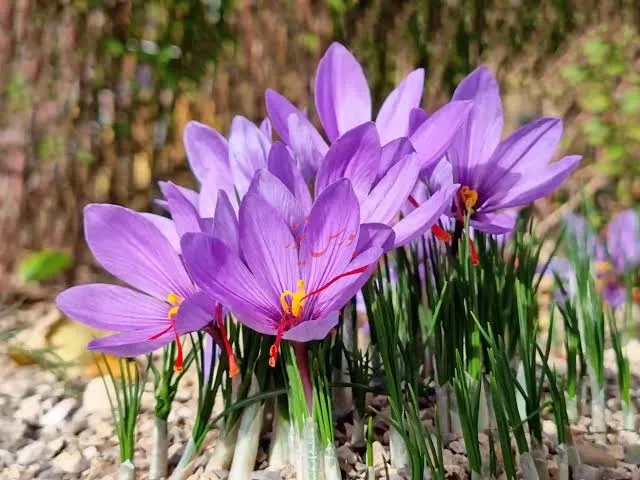 زعفران