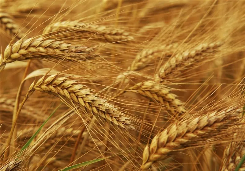 صادرات گندم وارداتی روسیه به کشورهای دیگر توسط ایران