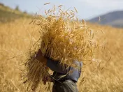 پرداخت بیش از ۲۰ هزار میلیارد تومان پول خرید گندم
