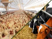 تغییرات اندک در نرخ نهاده های دامی و کشاورزی