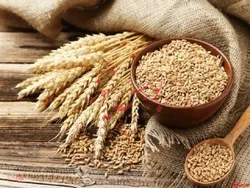 ۲۲ درصد مطالبات گندمکاران تسویه نشده است
