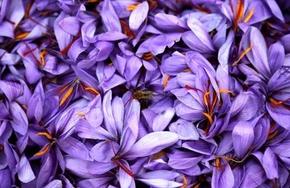 درآمد ۴۲ برابری زعفران نسبت به گندم