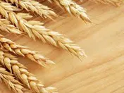 قیمت خرید تضمینی گندم، مبنای انگیزه تولیدکننده