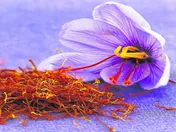 زعفران روی خط معامله بورس کالا