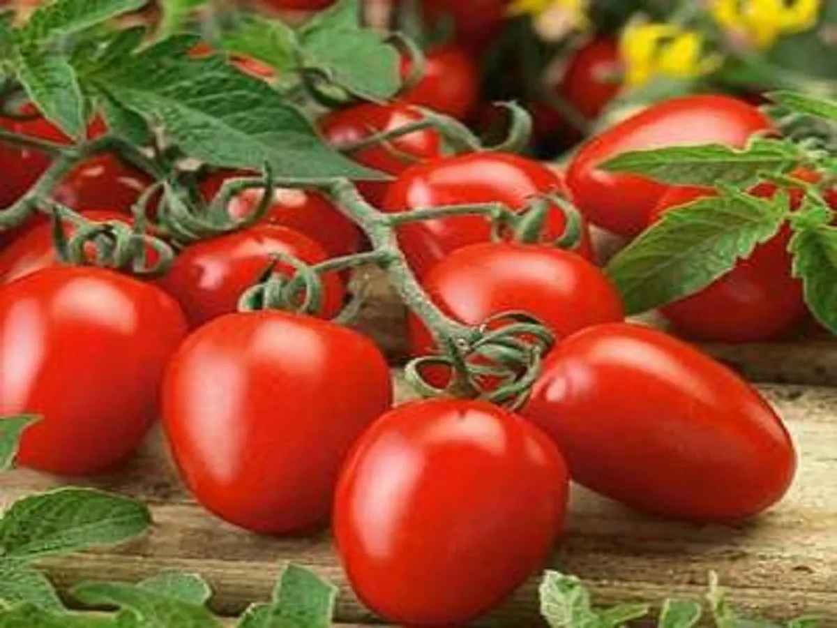 صادرات گوجه فرنگی ممنوع شد