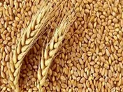 افزایش ۴۴ درصدی خرید گندم بیشتر از سال گذشته