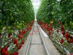 صادرات ۴ محصول گلخانه‌ای بدون کد 