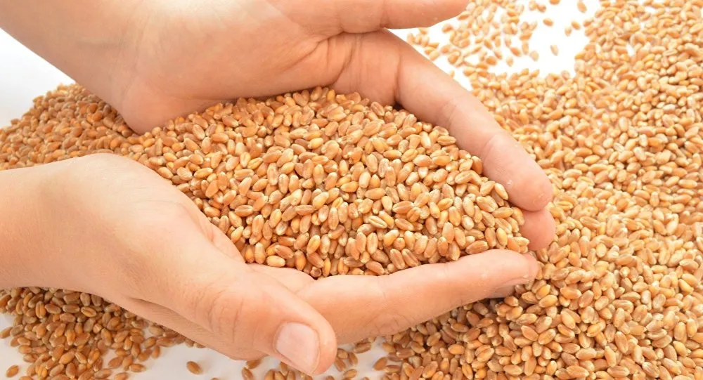 صادرات گندم از پنجره بورس‌کالا/ شفافیت نخستین گام برای ورود ساقه طلا