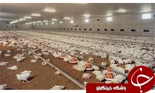 افزایش قیمت مرغ با نزدیکی به ماه رمضان
