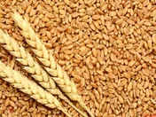 تخلیه کشتی حاوی ۴۴ هزارتن گندم در چابهار