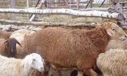 واردات ۱۱۰۰ رأس دام زنده به کشور