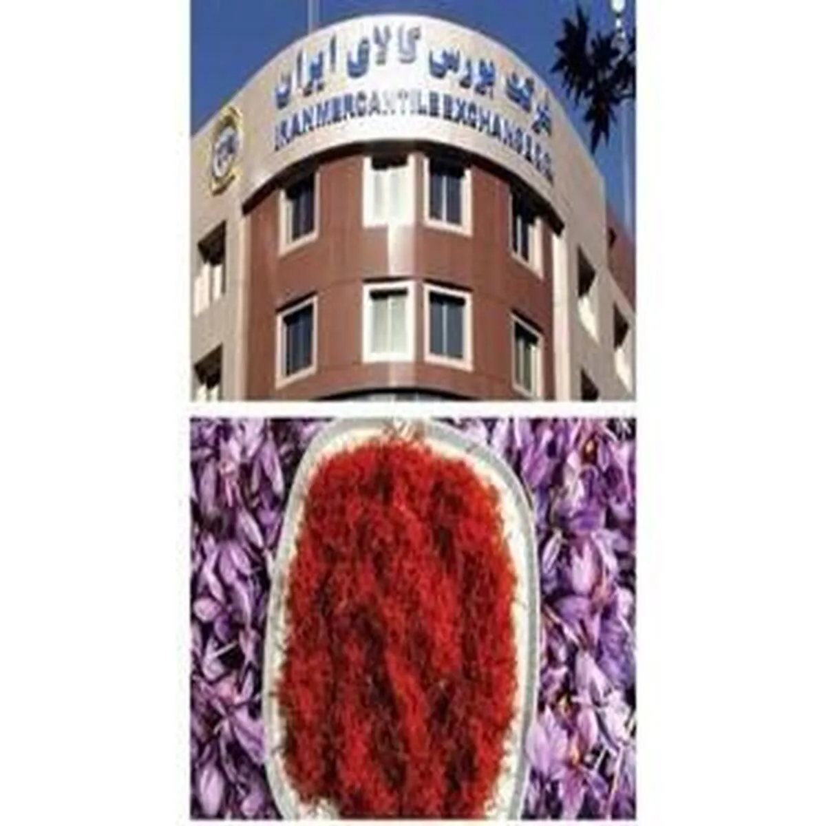 ۴۱ کیلوگرم زعفران در بازار آتی بورس کالا فروخته شد