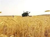 خرید تضمینی گندم با کاهش ۳۵ درصدی مواجه شد