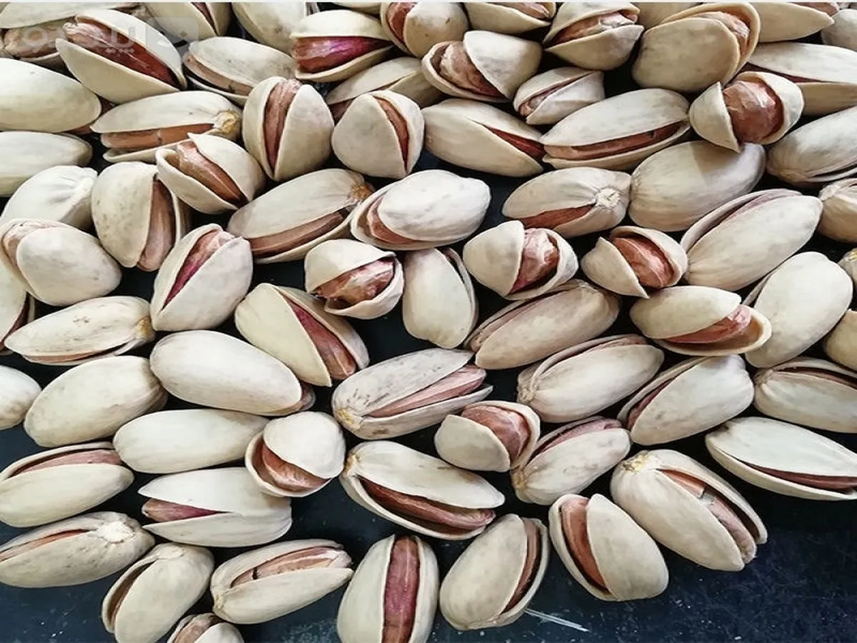افتتاح انبار پسته بادامی یک شرکت در بورس کالا