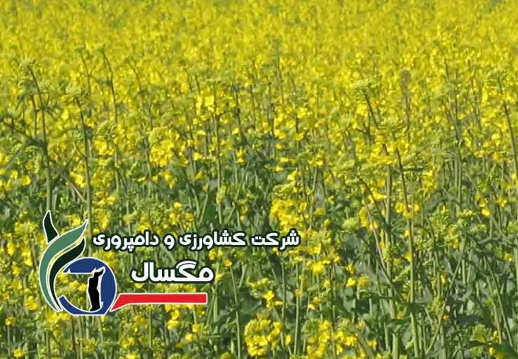 نماد معاملاتی «زمگسا ۱» در وضعیت سفارش‌گیری