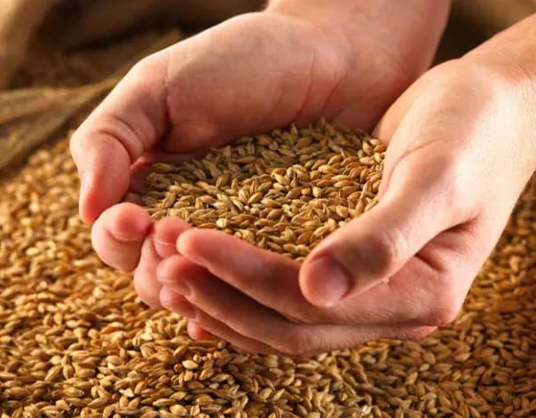 واردات گندم به صفر رسید