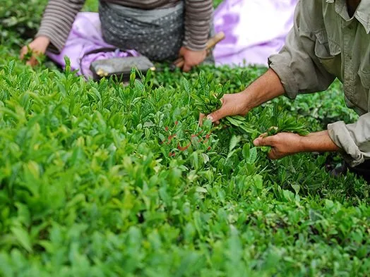 آخرین وضعیت بدهکاری دولت به چایکاران