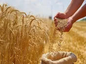 نرخ خرید تضمینی گندم بیشتر از ۴۲ هزار تومان است
