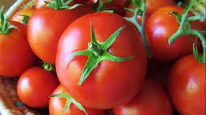 افزایش سه برابری صادرات گوجه فرنگی