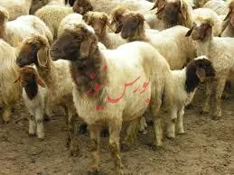 کنترل خروج دام زنده و مولد از کشور