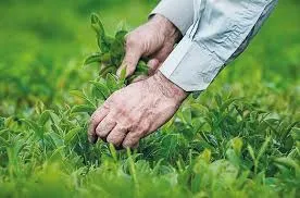 چای داخلی ممنوعیت صادرات ندارد