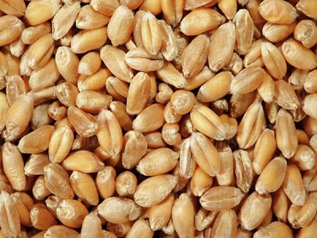 خرید تضمینی گندم از یک میلیون و ۵۰۰ هزار تن گذشت