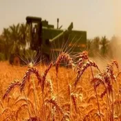 جزئیات فرآیند خرید تضمینی گندم از کشاورزان اعلام شد