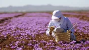 ارتقای توانمندی ایران در پایداری بخش‌های کشاورزی