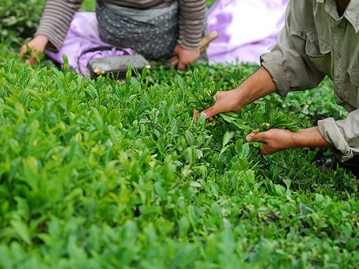 آخرین وضعیت بدهکاری دولت به چایکاران