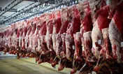 رفع نیاز کشور به گوشت گرم گوسفندی با واردات