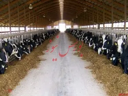 ارز ترجیحی به نهاده های دامی 