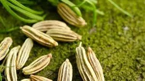 راه اندازی قرارداد آتی زیره سبز تحویل آبان ماه