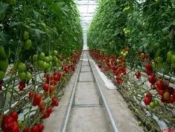 صادرات ۴ محصول گلخانه‌ای بدون کد 