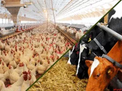 تغییرات اندک در نرخ نهاده های دامی و کشاورزی